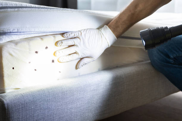 Best Termite Control Services  in Geva, NE