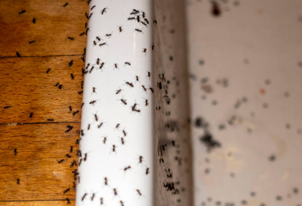 Best Commercial Pest Control Services  in Geva, NE